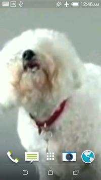 Dog Licks Screen Wallpaper screenshot 4