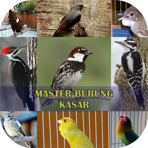 Master Burung Kasar 1.3