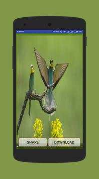 Birds  Wallpapers स्क्रीनशॉट 2