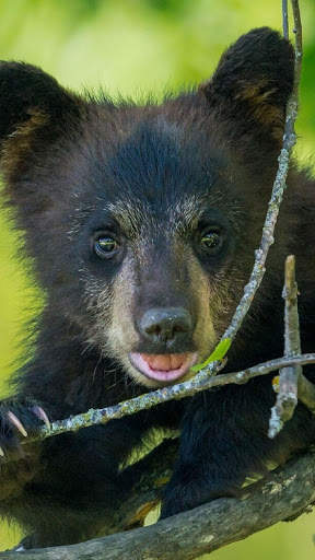 Bear Wallpapers HD & 4k Backgrounds screenshot 7