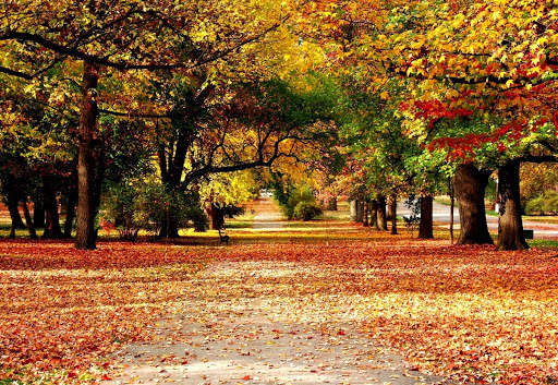 Autumn Live Wallpaper (backgrounds & themes) screenshot 9