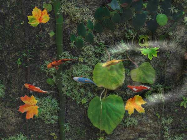 Water Koi Fish Pond LWP screenshot 4