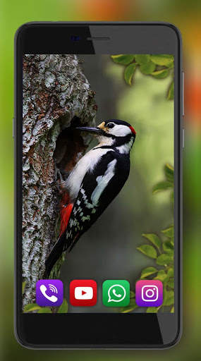 Birds Live Wallpaper स्क्रीनशॉट 6