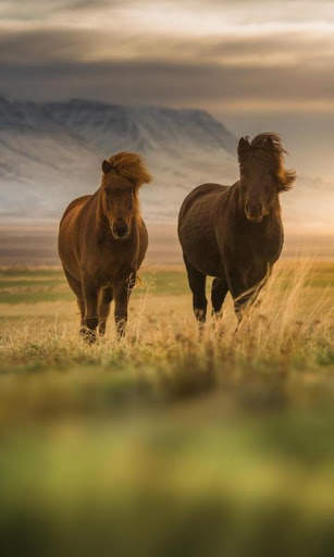 Horses Live Wallpaper : 7fon & LWP screenshot 1
