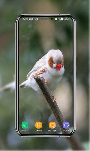 Birds Wallpaper screenshot 8