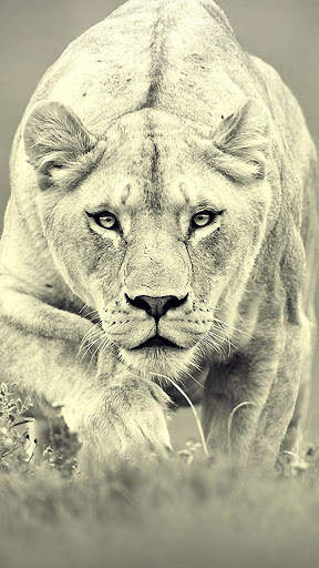 Lion Wallpapers | hd backgrounds screenshot 4