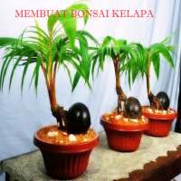 Cara Membuat Bonsai Kelapa on 9Apps