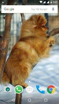Pomeranian Dog HD Wallpapers 6 تصوير الشاشة