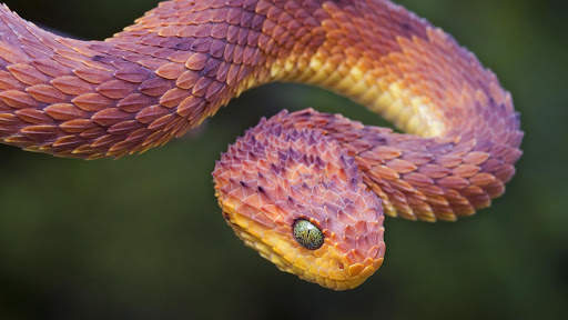 Snake Live Wallpaper screenshot 5