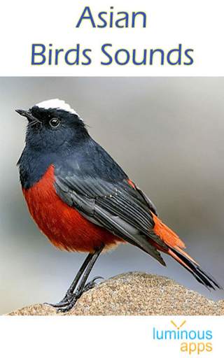 Asian Birds Sounds Free screenshot 1