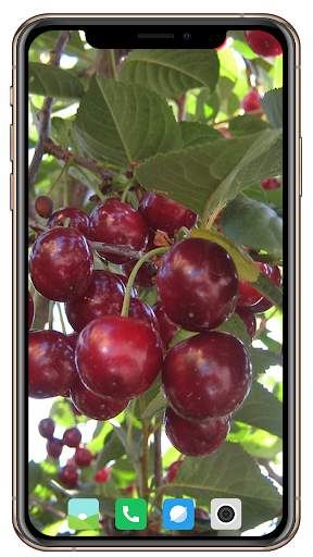 Fruit Trees Wallpaper HD screenshot 1