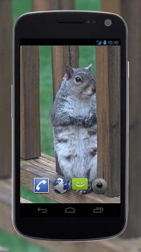 4K Park Squirrel Video Live Wallpaper screenshot 4