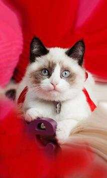 Valentine Kitty live wallpaper screenshot 1