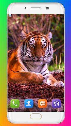 Tiger Wallpaper HD screenshot 8