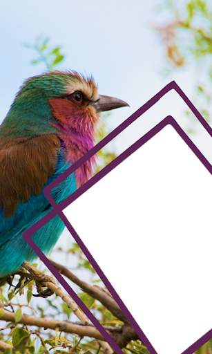 Birds Photo Frames HD स्क्रीनशॉट 5