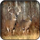 Deer wallpapers 26