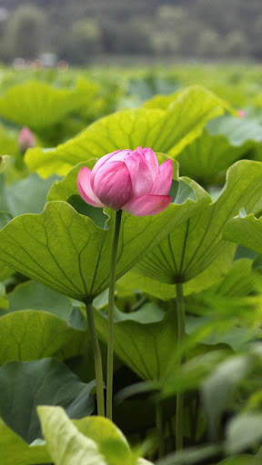 Lotus Wallpaper Best HD screenshot 13