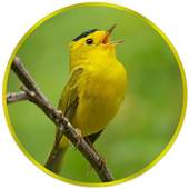 Birds Ringtones - Goldfinch 2.1