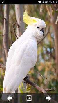 Birds Wallpapers HD स्क्रीनशॉट 4