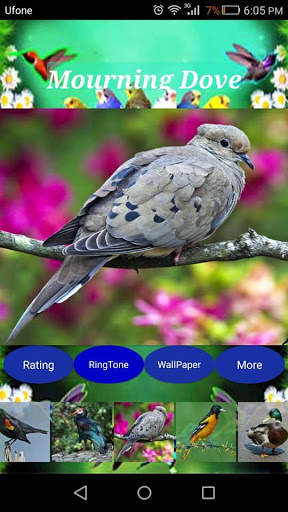 Sweet Bird Sounds Real screenshot 6