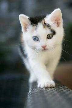 Wallpaper Cat HD 3 تصوير الشاشة