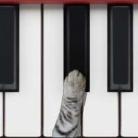 Cat Piano on 9Apps