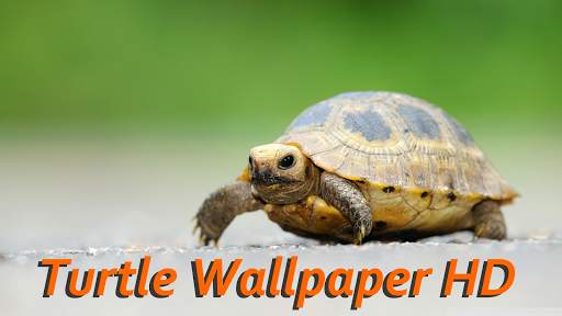 Turtle Wallpaper HD screenshot 1