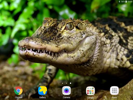 Crocodile Live Wallpaper screenshot 8