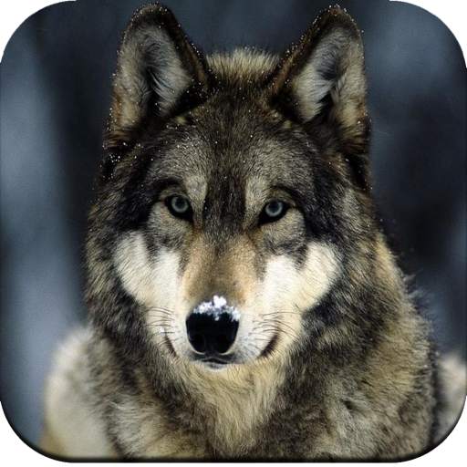 Wolf Wallpaper 1.03