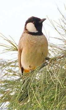 Bulbul Wallpapers screenshot 7
