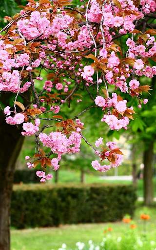 Sakura Live Wallpaper HD screenshot 2