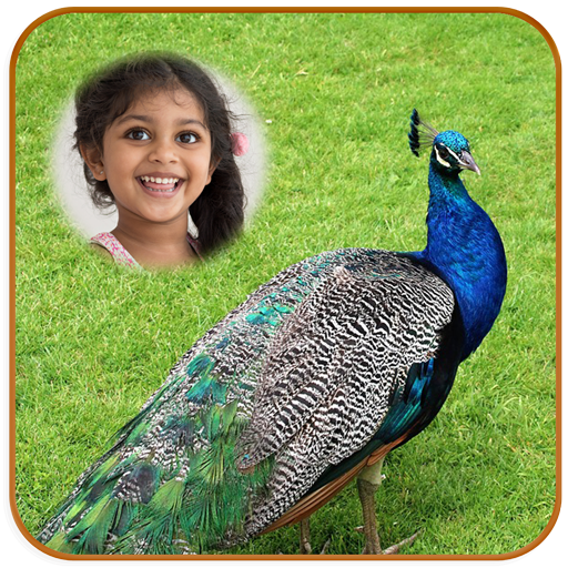 Peacock Photo Frames HD icon