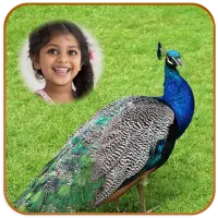 Peacock Photo Frames HD on 9Apps