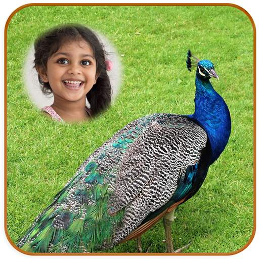 Peacock Photo Frames HD 1.4