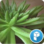 Healing Plants Launcher Theme 1.0