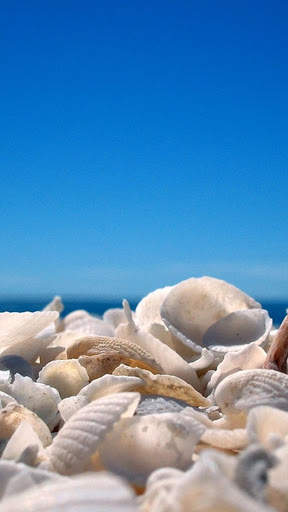 Seashell wallpaper HD screenshot 7
