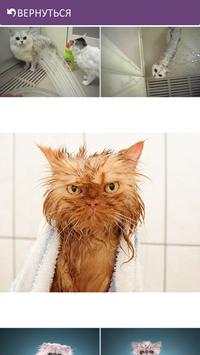 Funny Cats screenshot 3