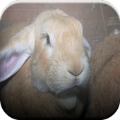 Bunnies Game icon