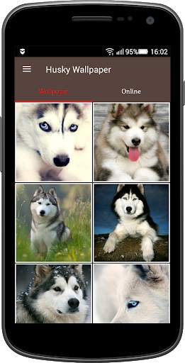 Husky Wallpaper screenshot 1