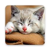 Wallpaper Cat HD 1.1.0