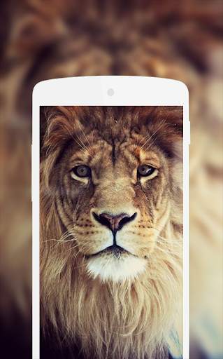 Lion Wallpaper screenshot 2