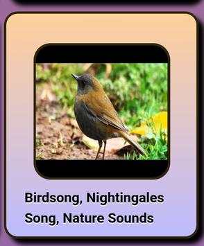 Song of Birds. screenshot 6