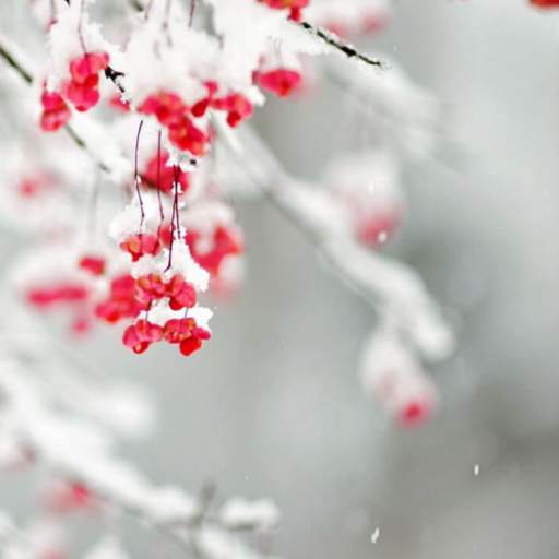 Winter Wallpapers 1.15