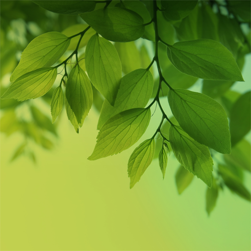 Magic Leaf Live Wallpaper icon
