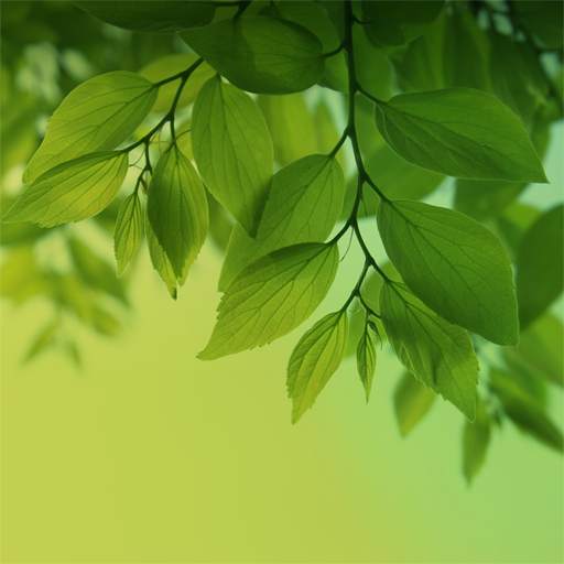 Magic Leaf Live Wallpaper 1.9