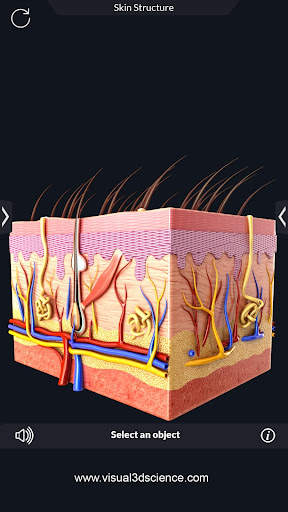 Human Anatomy screenshot 16