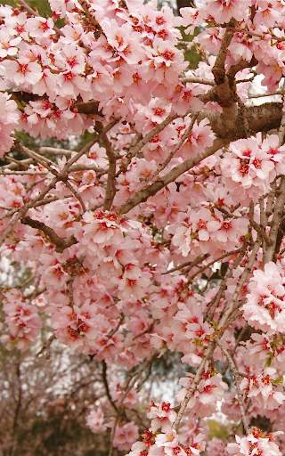 Sakura Live Wallpaper HD screenshot 6