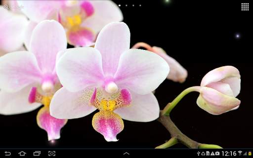 Orchids Wallpaper screenshot 10