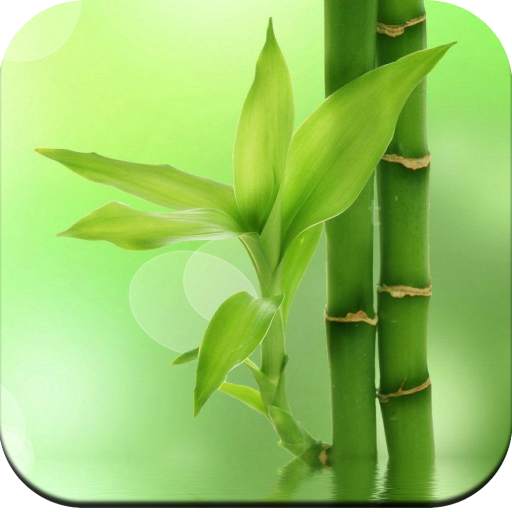 Bamboo Wallpaper HD 1.04