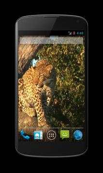 Leopard Free Video Wallpaper screenshot 2